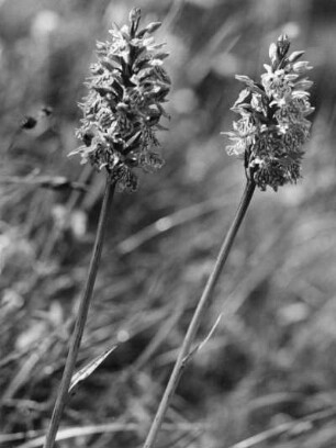 Geflecktes Knabenkraut (Dactylorhiza maculata), Familie der Orchideengewächse (Orchidaceae)