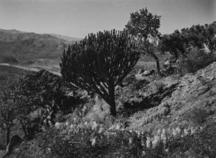 Savannenvegetation : Savannenvegetation im Hochland Südafrikas
