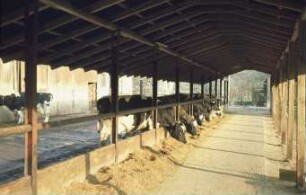 Fotografie: Futtervorlage, Fressgitter, Futtertisch, Maissilage