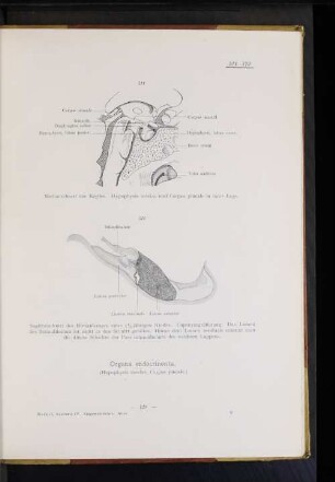 Organa endocrinonta.