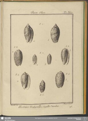 Pl. 367. Olive. Oliva