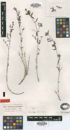 Rubia albicaulis Boiss. forma Boiss. alpina, angustifolia ?[type]