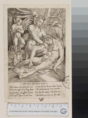 Venus und der tote Adonis
