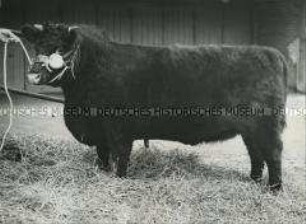 Preisgekrönte Lincoln Red Shorthorn-Färse auf der Smithfield Fat Stock Show in London (England)