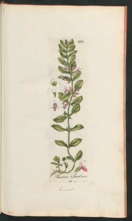 294. Teucrium scordium
