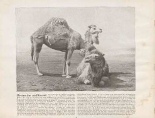 Dromedar und Kamel