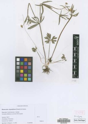 Ranunculus elegantifrons E. H&ouml;randl & W. Gutermann[paratype]
