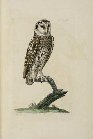 The little Owl