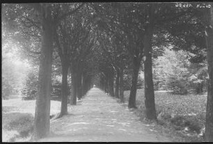 Löbau. Allee am Löbauer Berg