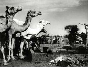 Kamele an einem Brunnen am Rande der Sahara