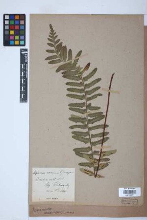 Asplenium marinum