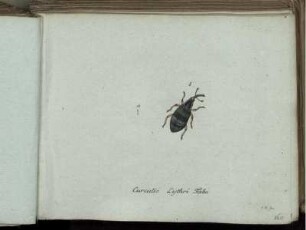 Curculio Lythri Fabr. - Curculio incanus Fabr.