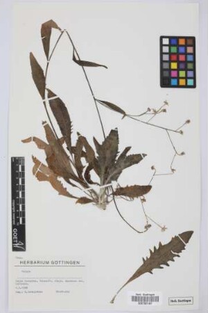 Tolpis spec.