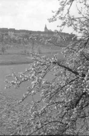 Walsdorf: Waldsdorf, Vordergrund Blütenbaum