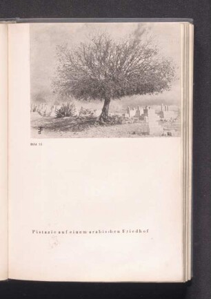 Bild 35 - Pistazie auf einem arabischen Friedhof