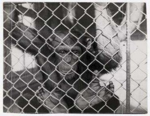 Erich Salomon zu Gast bei William Randolph Hearst, Schimpanse im privaten Zoo, San Simeon, Kalifornien