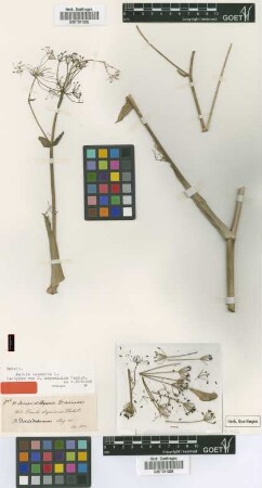 Ferula abyssinica Hochst. ex A.Rich. [isotype]