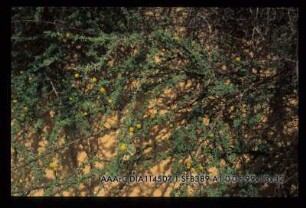 Arak Tree area