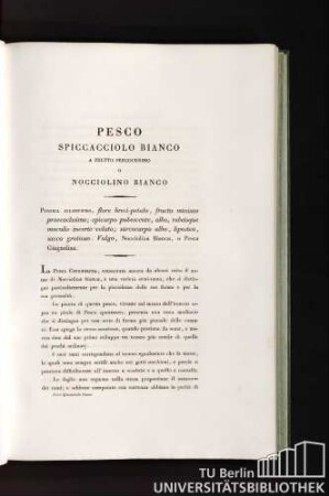 Pesco spiccacciolo Bianco a frutto precocissimo Nocciolino Bianco