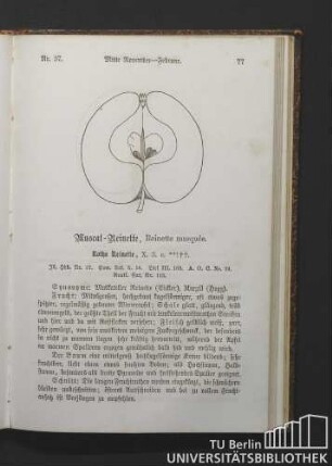 Nr. 37. Muscat-Reinette, Reinette musquée.