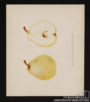 Nr. 14. Weisse Herbst-Butterbirne.