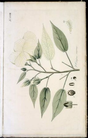 Tab XXIIII Hibiscus incanus