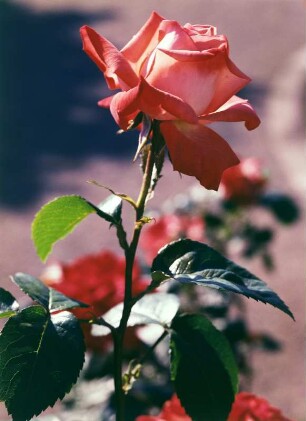 Rose "Alte Liebe". Schloßpark Pillnitz : Blüte der Edelrose (Teehybride) "Alte Liebe" (Züchter: GPG "Roter Oktober" Bad Langensalza, DDR, 1974). Standort Schloßpark Pillnitz, Blumenparterre im Lustgarten