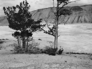 Mammoth Hot Springs : Die heißen Quellen von Mammoth Hot Springs im Yellowstone-Nationalpark
