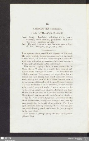 Ammonites communis. Tab. CVII. — Figs. 2, and 3