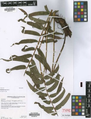 Blechnum bicolor M.Kessler & A.R.Sm. [paratype]