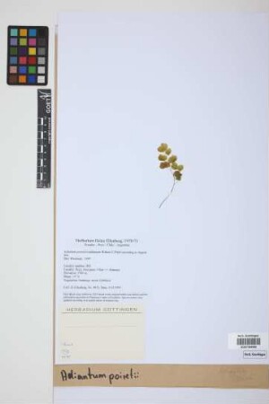 Adiantum poiretii