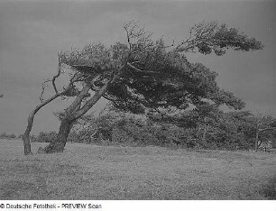Darß. Weststrand. Windflüchter