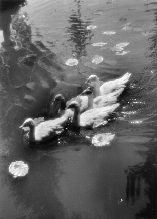 Gänse. Schwimmende Gänseschar