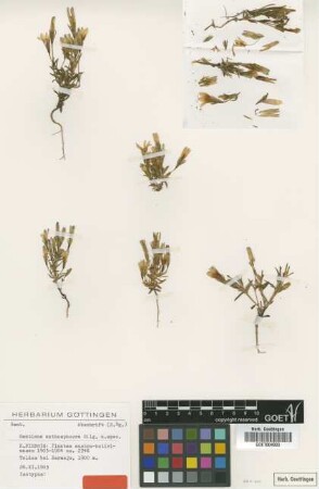 Gentiana anthosphaera Gilg [isotype]