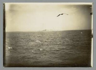 Möwen begleiten das Schiff von Helgoland bis Cuxhaven