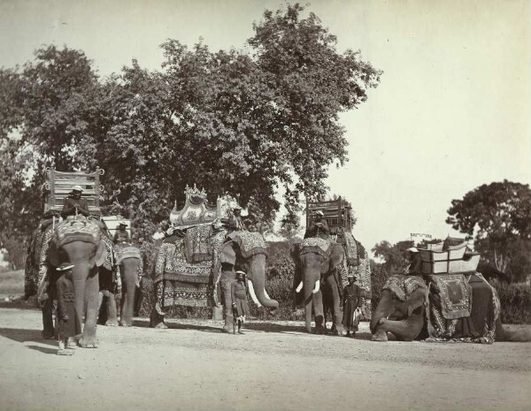 A Group of H. E. the Viceroy's Elephants with their State Trappings