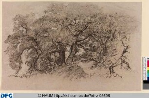 Studie einer Baumgruppe