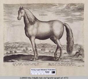 Natolus