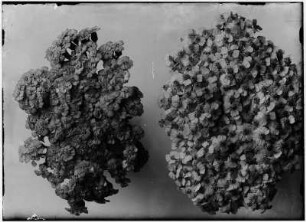 Schafgarbe (Achillea millefolium), Trugdolde