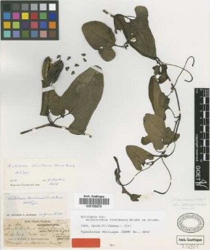 Aristolochia clavidenia Wright ex Griseb. [holotype]