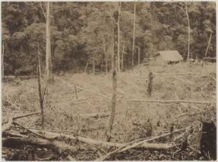 Rodung im bolivianischen Urwald