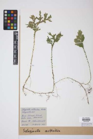 Selaginella arthritica Alston