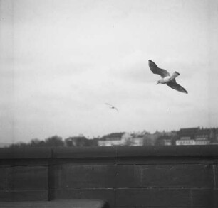 Möwen : Fliegende Möwen