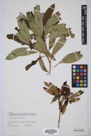 Pittosporum undulatum undulatum Vent.