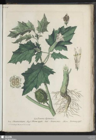 La Pomme Epineuse