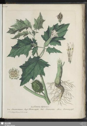 La Pomme Epineuse