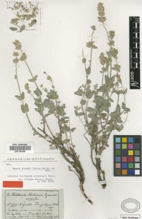 Nepeta sibthorpii Benth. var. Boiss. dirphya[isotype]