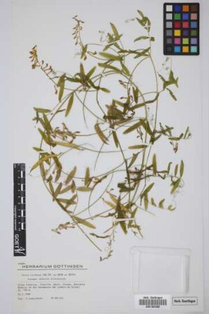 Vicia cirrhosa Webb & Berthel.