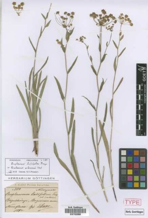 Bupleurum latifolium Freyn