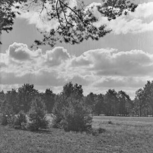 Landschaftsbild. Wiese mit Sträuchern und Bäumen.